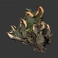 Green and Brown Lichen Plant Featuring Irregular Leaf Like Structures and Textured Surface 3d model