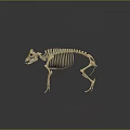 Modern Skeleton Animal Skeleton Animal Skeleton 3d model