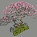 Ornamental Tree with Pink Blossoms Twisted Trunk Surrounded by Rocks and Green Grass