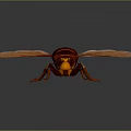 Red And Black Wasp With Transparent Wings Head Compound Eyes Antennae Legs On Dark Background