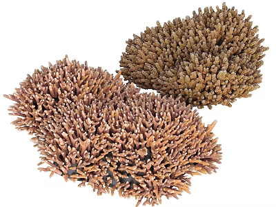 Natural Aquatic Plants Featuring Coral Like Branching Structures In Brown Tones 3d model