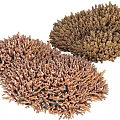 Natural Aquatic Plants Featuring Coral Like Branching Structures In Brown Tones