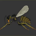 Vibrant Yellow and Black Wasp with Transparent Wings and Slender Legs on Dark Surface