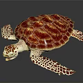 Colorful Sea Turtle With Red Purple Patterned Shell And Spotted Flippers On Black Background