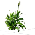 Lush Indoor Plant With Green Leaves And White Flowers For Home Decoration