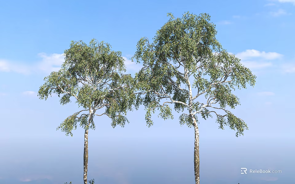 Tall Birch Trees With Green Leaves Against Blue Sky And Distant Mountains 3d model 