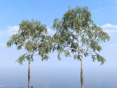 Tall Birch Trees With Green Leaves Against Blue Sky And Distant Mountains 3d model