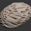 White Textured Seashell With Hollow Patterns And Intricate Surface Details On Dark Background 3d model