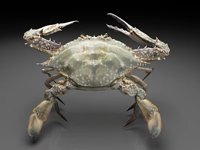 Fresh Whole Spotted Crab With Large Claws And Legs On Gray Background 3d model