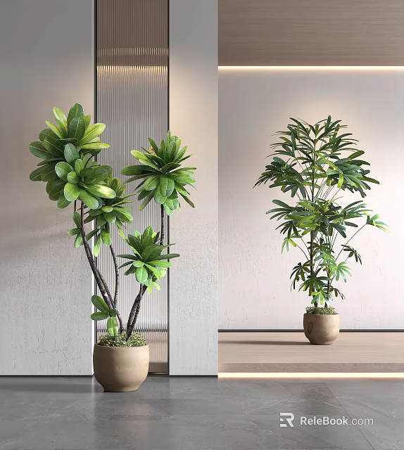 Elegant Bonsai Potted Plants with Lush Green Leaves in Terracotta Pots for Indoor Decor 3d model 
