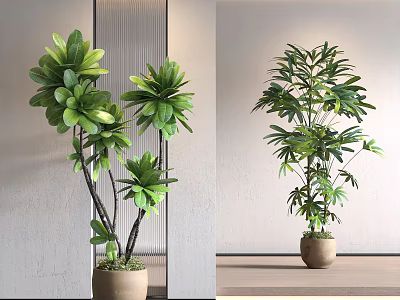 Elegant Bonsai Potted Plants with Lush Green Leaves in Terracotta Pots for Indoor Decor 3d model