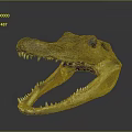 Crocodile Skull With Open Mouth Sharp Teeth And Brown Yellow Texture On Dark Background
