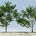 Lush Deciduous Tree with Green Leaves and Red Flowers Against Blue Sky