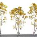 Birch Tree Plant Combination With Golden Leaves And White Trunks For Garden Landscaping