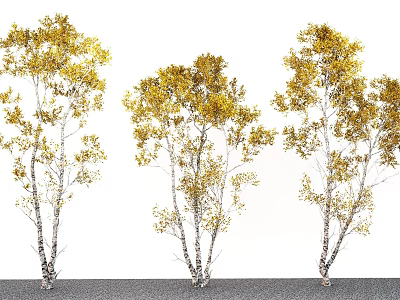 Birch Tree Plant Combination With Golden Leaves And White Trunks For Garden Landscaping 3d model