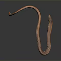 Brown And Orange Curved Snake With Dark Background And Smooth Form