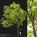 Green Tree Decorative Ornament Set For Home Decor With Realistic Leaves And Natural Style