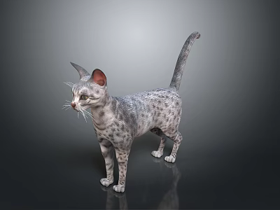 Spotted Cat Standing With Pointed Ears Raised Tail And Reflective Floor Background 3d model
