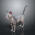 Spotted Cat Standing With Pointed Ears Raised Tail And Reflective Floor Background 3d model