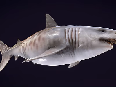 Large Aquatic Animal Shark With Natural Skin Texture And Streamlined Body 3d model