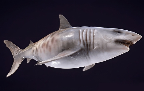 The Modern Shark 3d model