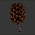 Natural Dried Pine Cone Plant With Brown Red Scales And Conical Shape