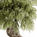 Decorative Indoor Bonsai Plant with Twisted Trunk and Lush Green Foliage in Concrete Pot