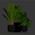Various Green Foliage Plants In Black Planters For Indoor Home Decor
