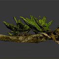 Wooden Stone Decorative Display with Green Ferns and Fallen Leaves in Natural Style