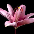 Beautiful Pink Lily Flower With Soft Petals And Yellow Stamens Isolated On Black Background