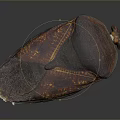 Shiny Red Brown Beetle With Textured Back And Six Legs On Dark Background