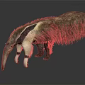 Giant Anteater With Long Snout Furry Body And Black White Markings On Dark Surface