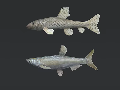 Two Distinct Freshwater Aquatic Fish With Silver And Gray Coloration And Fins 3d model