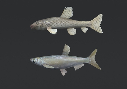 Modern Fish 3d model