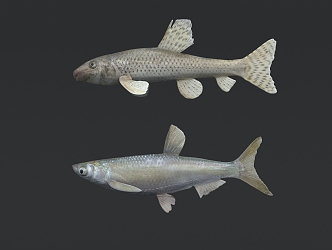 Modern Fish 3d model