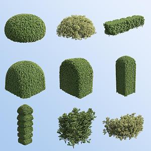 Boxwood Garden Shrubs 3d model