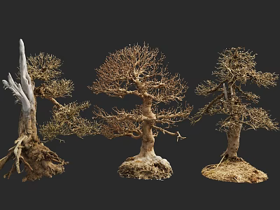Three Bonsai Trees With Dry Woody Trunks And Exposed Roots On Dark Background 3d model