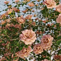Vibrant Mixed Flowering Bushes With Round Clustered Blooms In Pink Purple And Orange