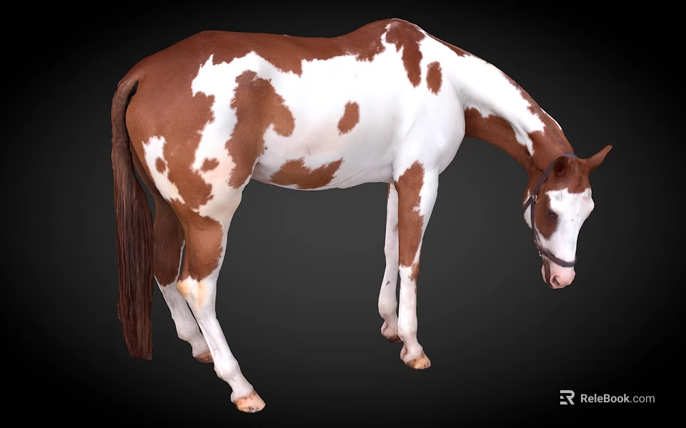 Brown And White Horse With Head Down Wearing Bridle On Black Background 3d model 