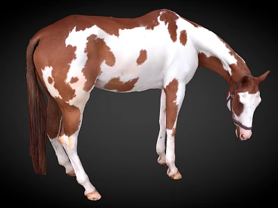 Brown And White Horse With Head Down Wearing Bridle On Black Background 3d model