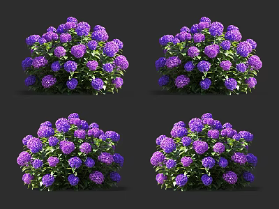 Vibrant Purple Hydrangea Flowers with Lush Green Leaves in Cluster Arrangement against Dark Background 3d model