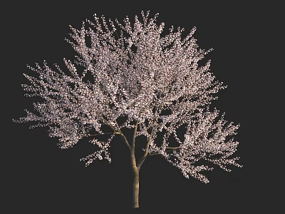 Stunning Flowering Tree In Full Bloom With Pink Blossoms And Graceful Branches 3d model