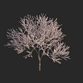Stunning Flowering Tree In Full Bloom With Pink Blossoms And Graceful Branches