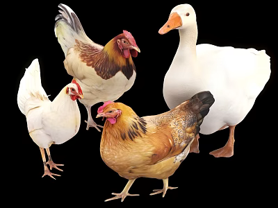 White and Brown Chickens with Red Combs and White Duck Standing Together 3d model