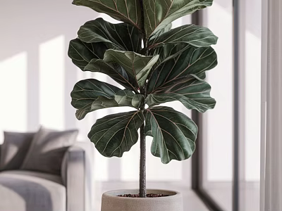 Large Leafy Fiddle Leaf Fig Potted Plant in Bright Indoor Living Room with Light Pot 3d model