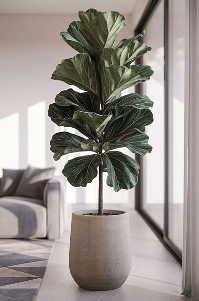 Large Leafy Fiddle Leaf Fig Potted Plant in Bright Indoor Living Room with Light Pot 3d model