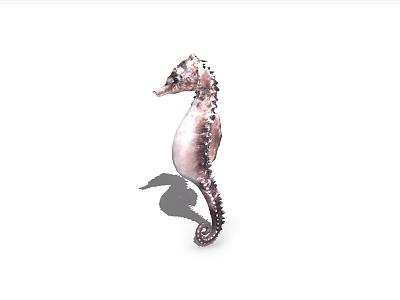 Aquatic Animal Seahorse With Spiny Body Slender Curled Tail And Upright Posture 3d model