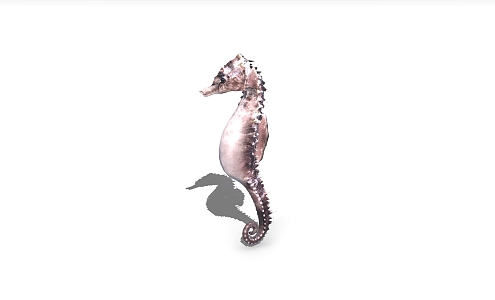 Hippocampus Marine Organics 3d model