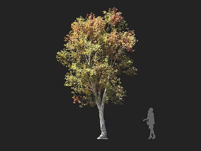 Tall Arbor With Yellow And Red Autumn Leaves And Human Silhouette 3d model