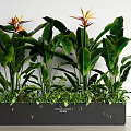 Strelitzia Reginae Potted Plants With Large Green Leaves In Black Rectangular Planter